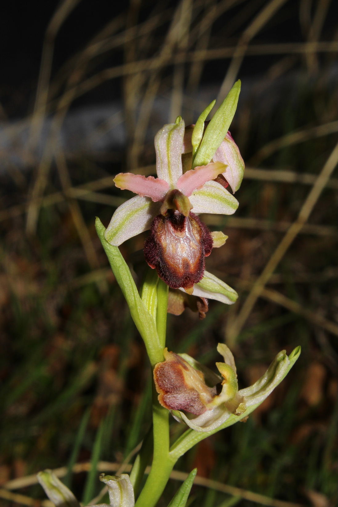 Ophrys arachnitiformis a confronto